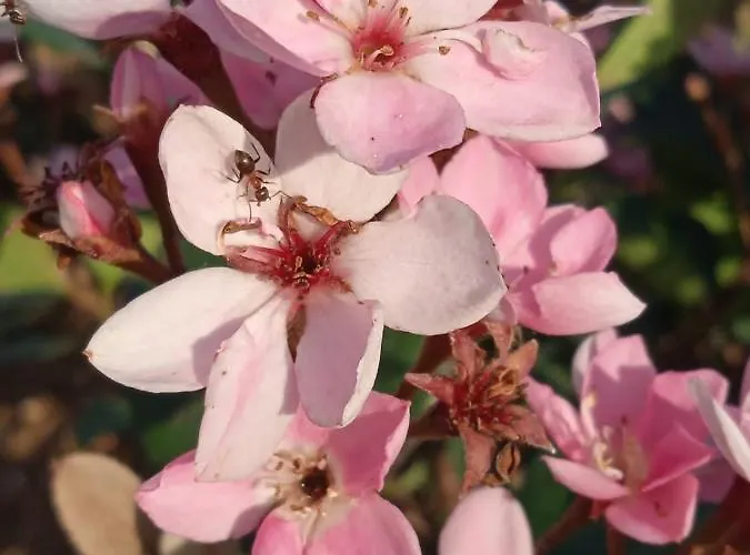 Pensionat Ripassoqui Custoza